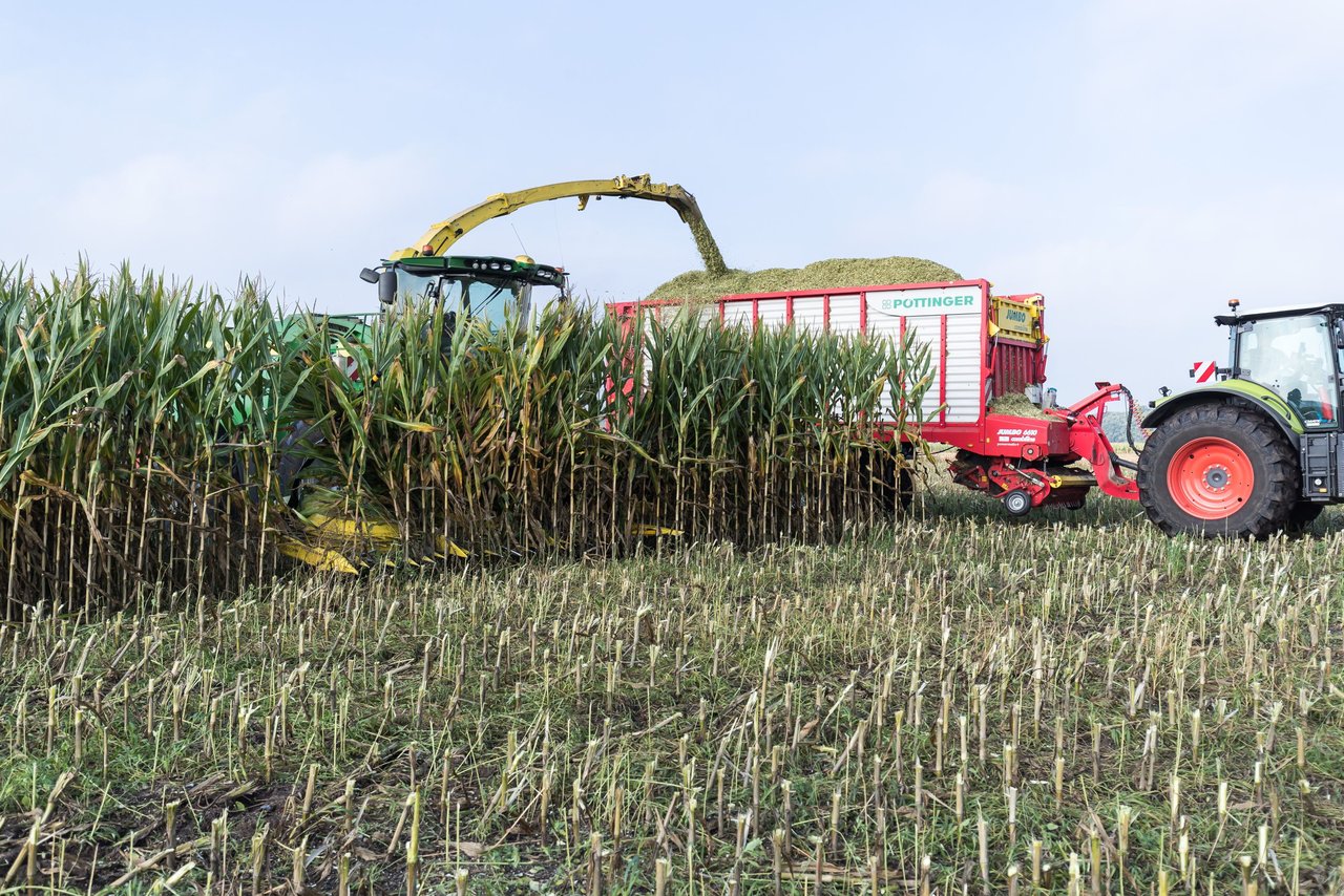 Bild 144 - Maisernte